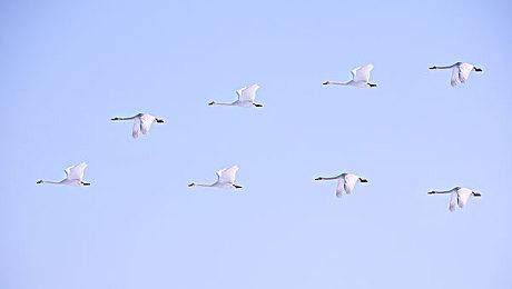 《瘟疫传说：安魂曲》最多有30万只老鼠同屏 1代只有5000